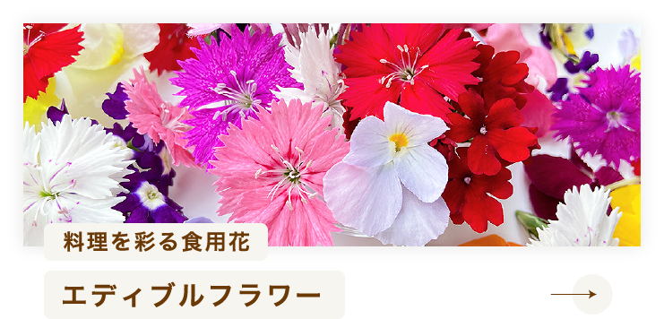 料理を彩る食用花 エディブルフラワー