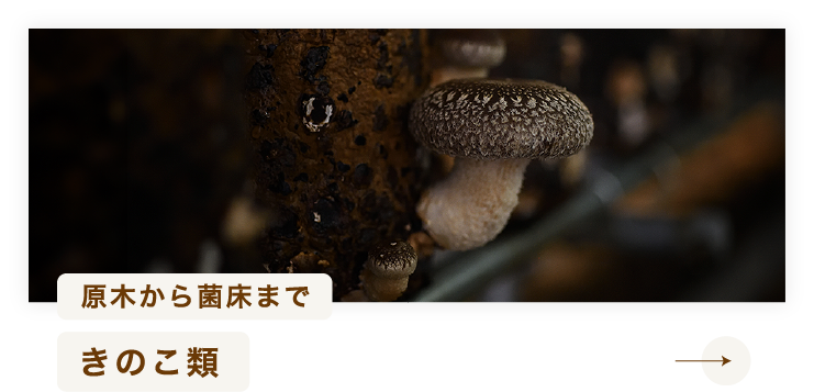原木から菌床まで きのこ類