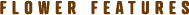 FLOWER FEATURES